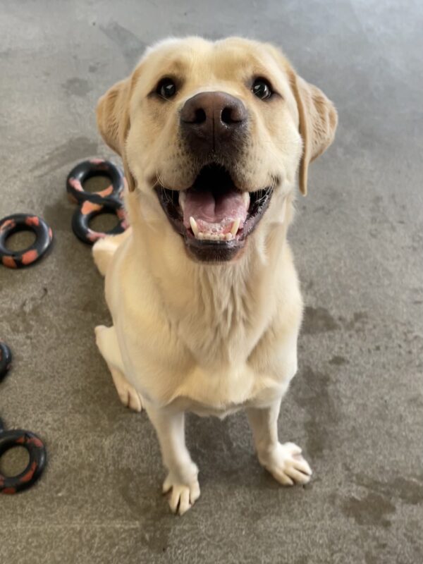 Crumpet sits in Community Run, smiling broadly at the camera. Scattered on the ground around him are several Gonut Figure 8 tug toys.