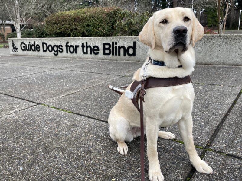 Kinley sits in harness on the Oregon GDB campus, looking seriously toward the camera. Behind her is a concrete half wall that has the GDB logo written in black letters.