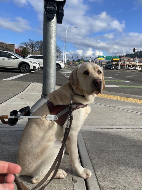 Crumpet sits in harness looking toward the camera. Next to him is an APS pole that he targeted at a wide, busy street intersection.