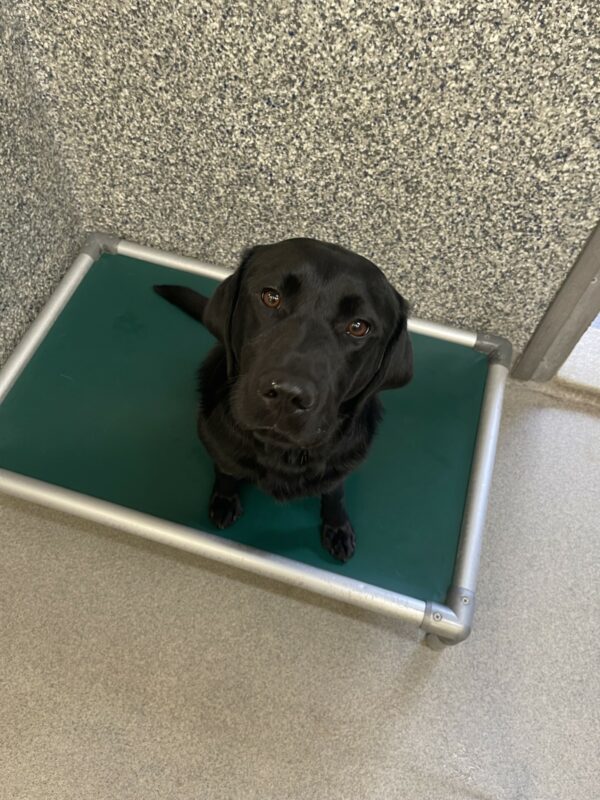 Larson is sitting on a bed in the kennel while looking up at the camera.