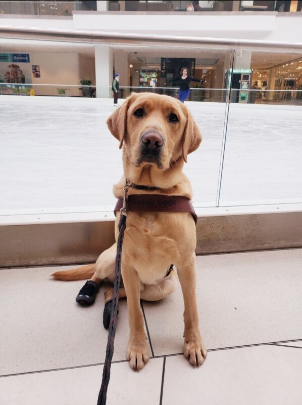 Alder is sitting on the outside of the ice-skating rink at Lloyd Center in Portland, OR. He’s wearing his harness, back booties, and is looking at the camera.