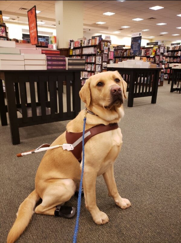 <p>Gazpacho is sitting inside of a bookstore. He’s wearing his harness, back booties, and is looking at the camera.</p>