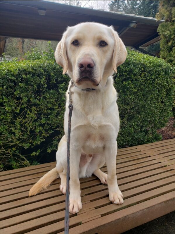 Kringle is sitting on a bench on the Oregon Campus. He’s looking at the camera.