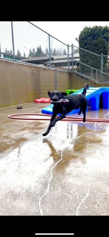 A black lab with a figure 8 tug toy in her mouth leaps across a cemented play area with her tail in a crook and her ears up. Behind her are various colorful play structures, fencing, a hose, and dog toys.