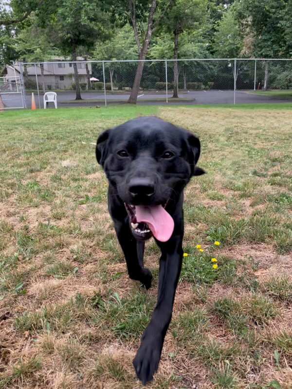Wyatt runs through the free run area with a big smile on his face. His front feet are off the ground and his tongue is hanging out to one side.