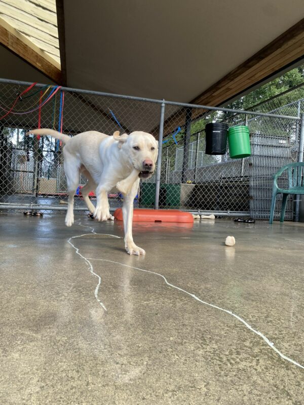 Male yellow lab, Zeski, runs towards the camera in one of our community run areas. He holds a bone in his mouth with 3 feet off the ground and his tail flying behind him.