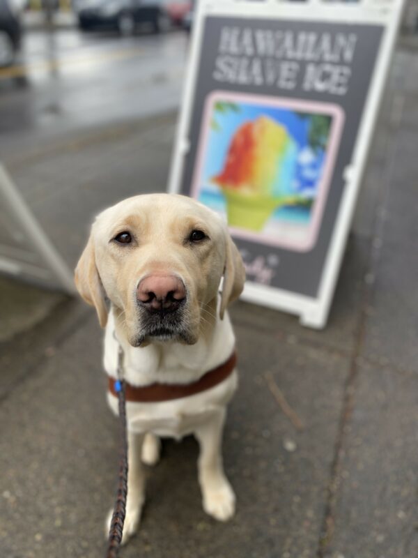 Male yellow lab, Zeski, sits on a sidewalk in his GDB harness looking up at the camera with a stoic expression. Out of focus in the background is a sandwich board with “Hawaiian Shave Ice” print and a colorful photo of shaved ice.