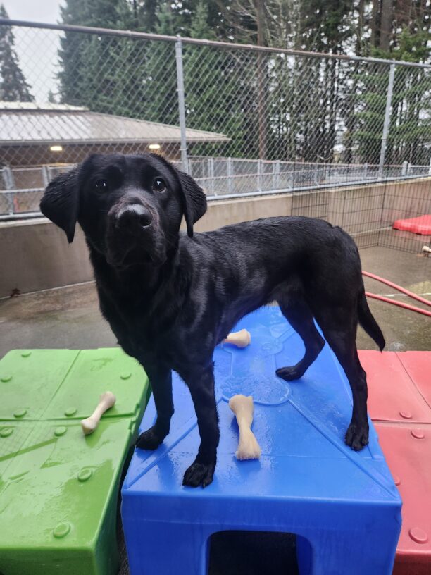 Cinder stands on a blue, plastic play structure in community run. She is standing on the tallest of three play structures with beige Nylabones at her feet. She enjoys this high spot to play "queen of the castle" with her playmates.
