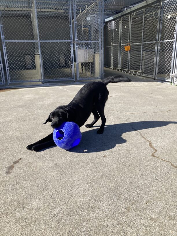 Joel is in an enclose area. He is in a play bow position with a blue jolly ball in his mouth.