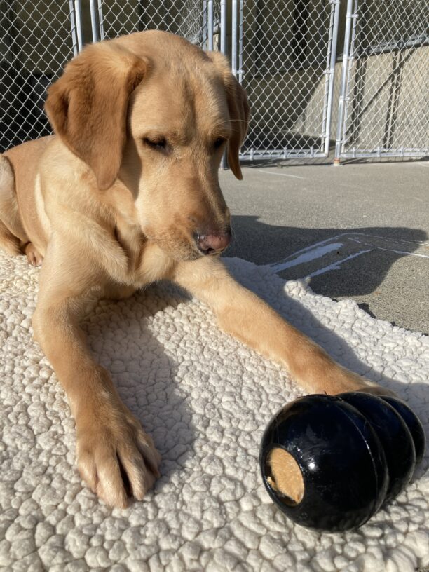Leonardo is laying down on a white fleece rug. He is staring at a black kong that has kibble frozen inside and is sealed with some peanut butter. He is waiting patiently until given the OK. Yum!