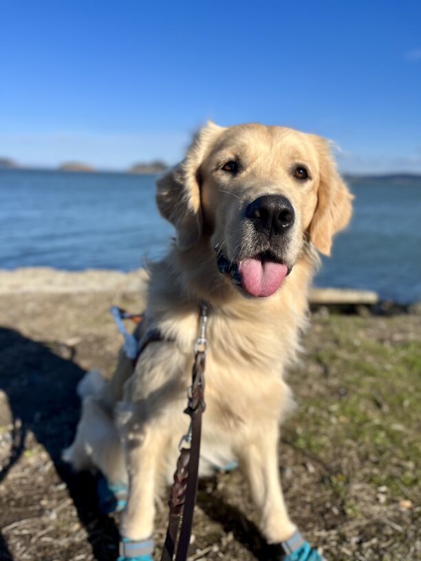 Piper sits in harness on a trail looking at the camera, with the SF Bay behind him. He is wearing all four boots, his mouth open and his tongue out.
