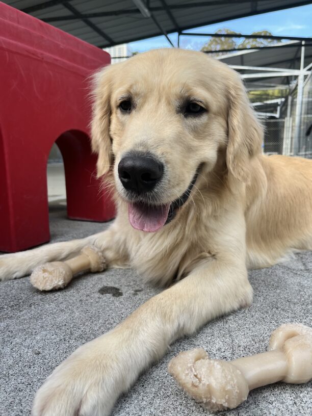 Piper is lying on the ground of the play yard with a couple of Nylabones surrounding him. He is looking towards the camera with his mouth open.