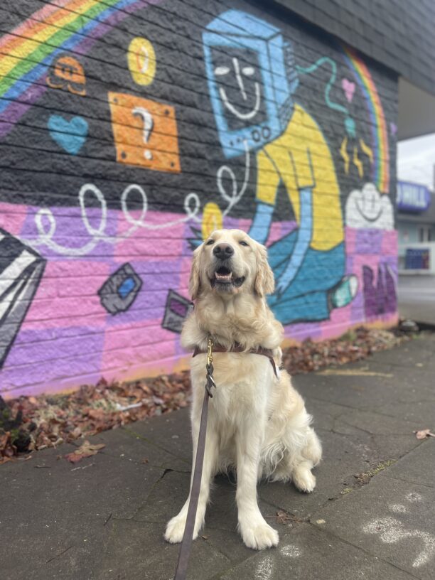 Supreme, a male golden/labrador cross with a long coat, sits in his guide dog harness in front of a mural in the Hawthrone district. The mural is full of pink, purple, blue, and yellow colors. Supreme has a big smile on his face.