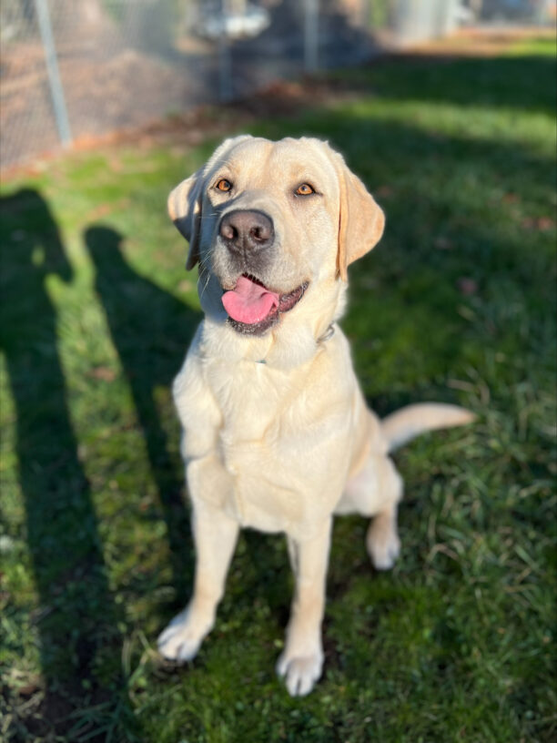 Kinley sits in a fenced in, grassy field. She's lightly panting after a big play session, and the sun is shining on her face in a way that makes her eyes a bright, golden-brown color.