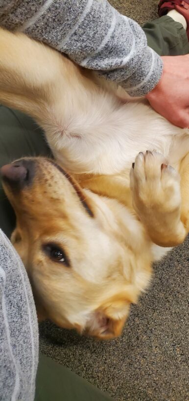 Canyon is laying on his back as he enjoys some cuddle time on the floor with his instructor. The picture shows just the front half of his body and a person's arm massaging him.