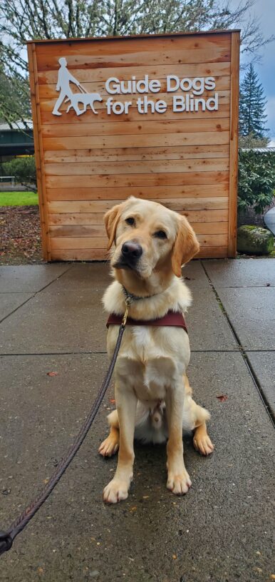 Canyon is sitting in front of a wooden 