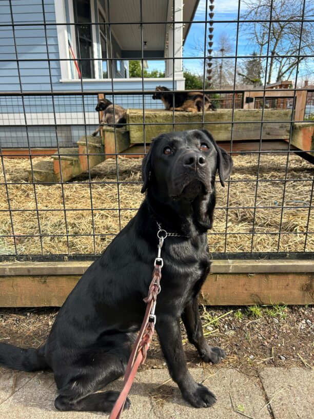 Delray sits on a sidewalk in front of fence. Behind the fence are goats laying on a platform with straw covering the ground.
