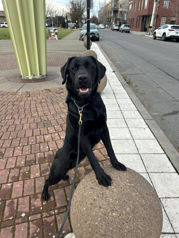 Delray stands with her front two feet on a large concrete ball in front of a park while smiling at the camera with her mouth open.