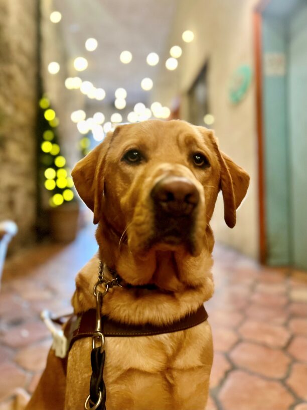 Devo is pictured sitting in harness. He looks to be sitting in an alleyway with shops and twinkle lights blurred behind him.