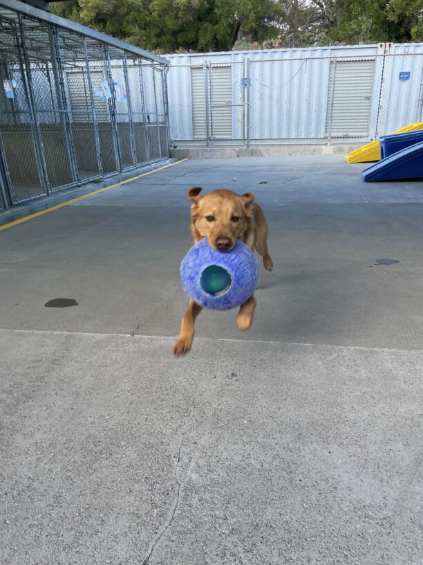 Devo is pictured mid-stride as he runs through community run with a blue jolly ball in his mouth.