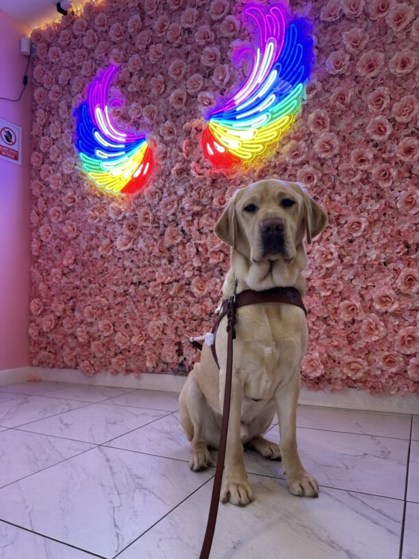 Drake, a handsome male yellow lab, sits in front of a wall covered in pink decorative fake flowers. About halfway up the wall there is a pair of neon rainbow wings. Drake is looking towards the camera and is wearing his guide dog harness.