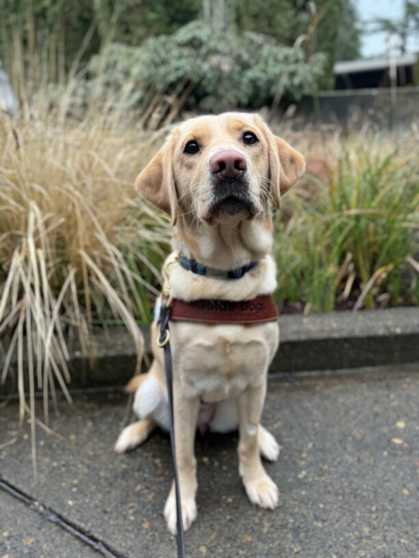 Small yellow lab, Fendi, sits in front of green and tan shrubbery. She is looking at the camera sweetly while wearing her harness.