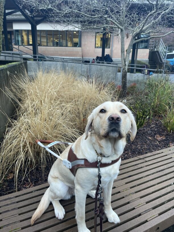 Fennel is sitting in harness on a bench while looking up at the camera. There are bushes and trees behind her.