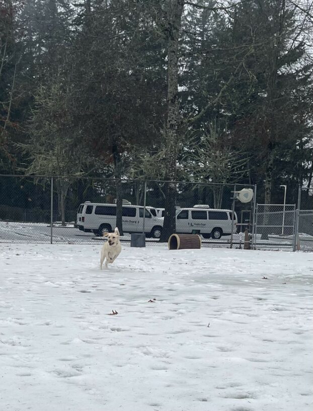 Fennel is running through the snow-covered grass area on campus. Her ears are up in the air and her mouth is open.
