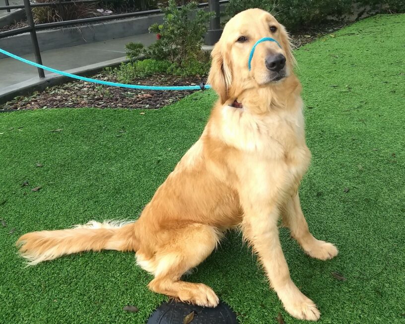 Golden colored Fresno is sitting in profile on a grassy area wearing a blue leader. He has his head facing the camera.