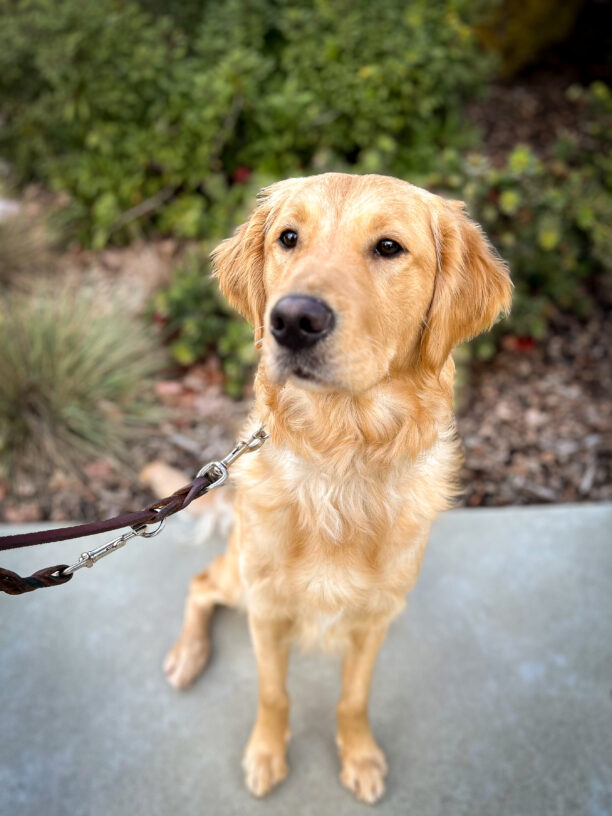 Gladdie sits at attention on a pathway in front of green bushes