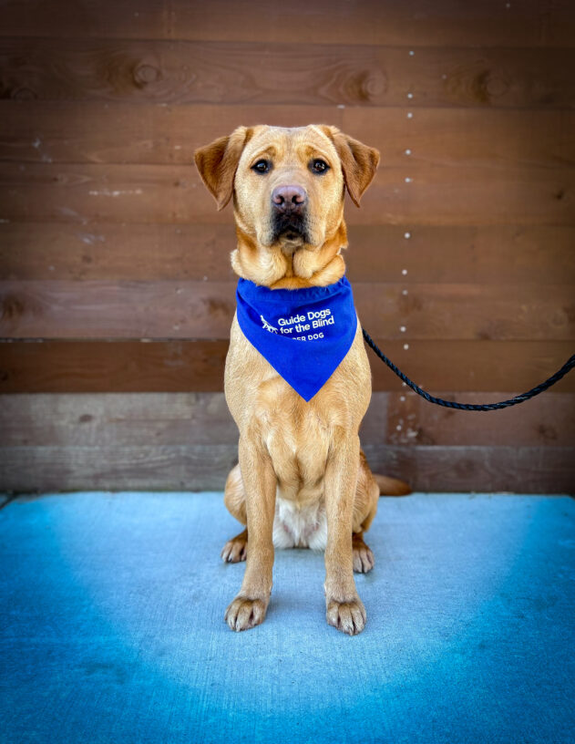 Yellow lab Gladys sits in front of a wooden fence and is looking at the camera. She is wearing a blue Breeder scarf.