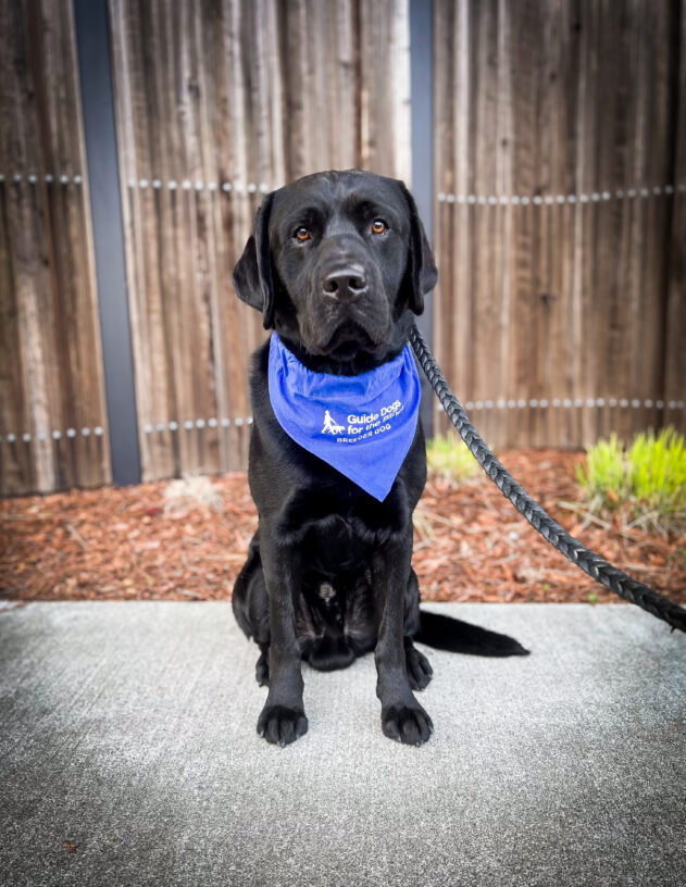 Black lab Jaipur is sitting in front of a wooden fence with woodchips and great plants behind him. He is looking at the camera and wearing a blue Breeder scarf.