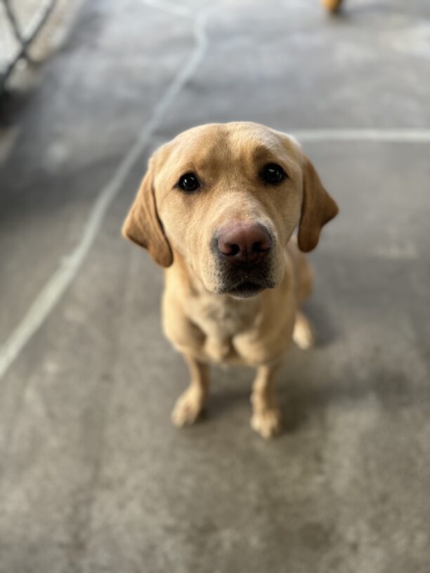 Yellow lab, Kayla, sits and looks into the camera during Community Run.