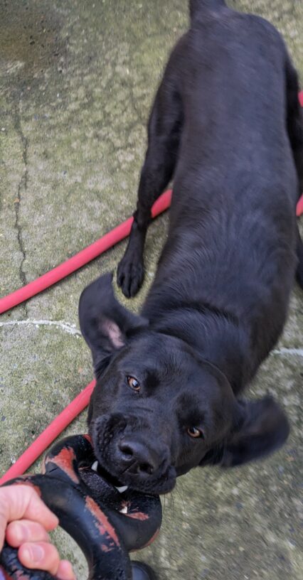 Kestrel is in CR playing tug of war. She is holding on one end of a red and black figure eight toy. Her handler's hand can be seen in the corner holding on the other end. Kestrel's ears are flying back as she tugs. Below her you can see a red hose.