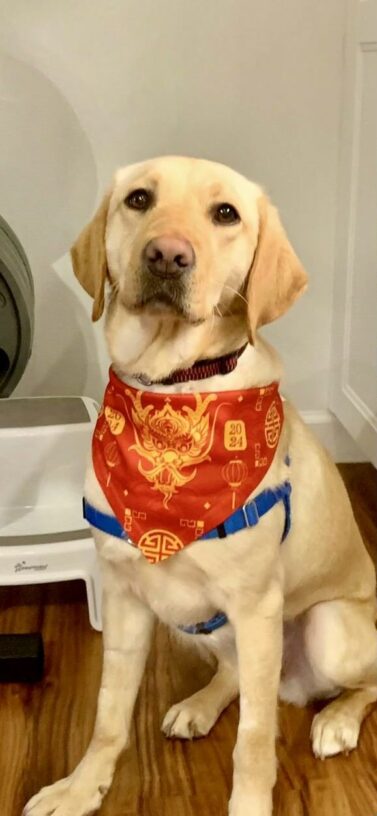 Natalie is pictured sitting in her foster care home, staring at the camera- wearing a blue chest harness and a large red bandana that is meant to represent Chinese new year featuring a large gold dragon and the year 2024.