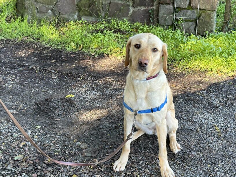 Natalie is pictured sitting on a long leash stay, wearing a blue chest harness, she looks to be on a walk somewhere with gravel, plenty of green foliage and an older stone fence structure.
