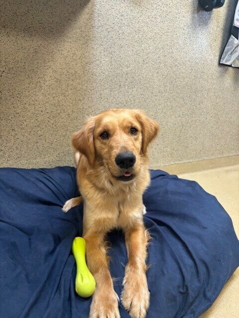 Odyssey sits on a large blue bed. There is a green West Paws bone next to her. She is looking at the camera and almost smiling.