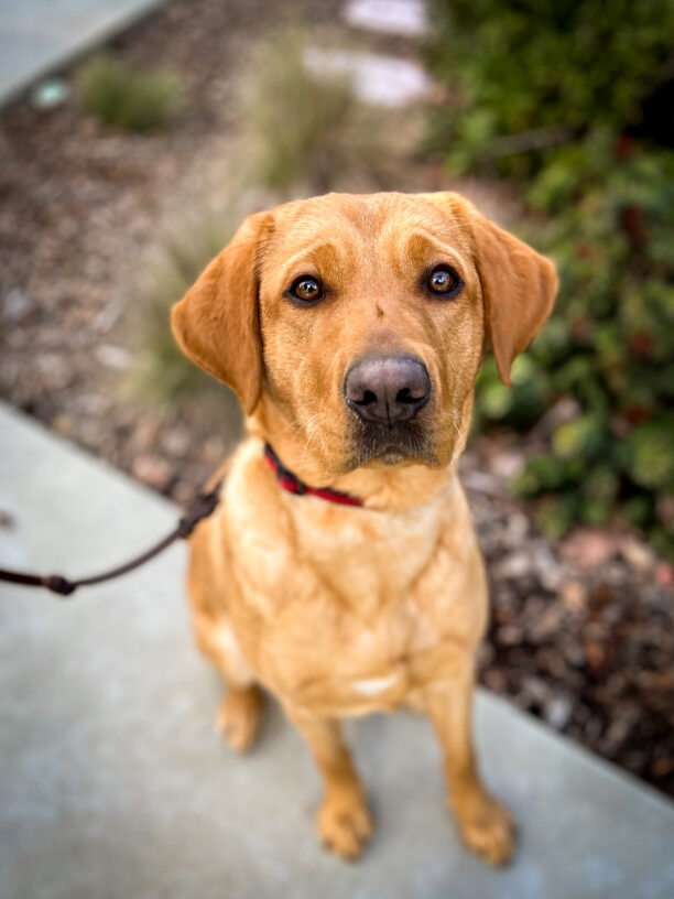 Close-up of redheaded Olivia sitting at attention on a pathway