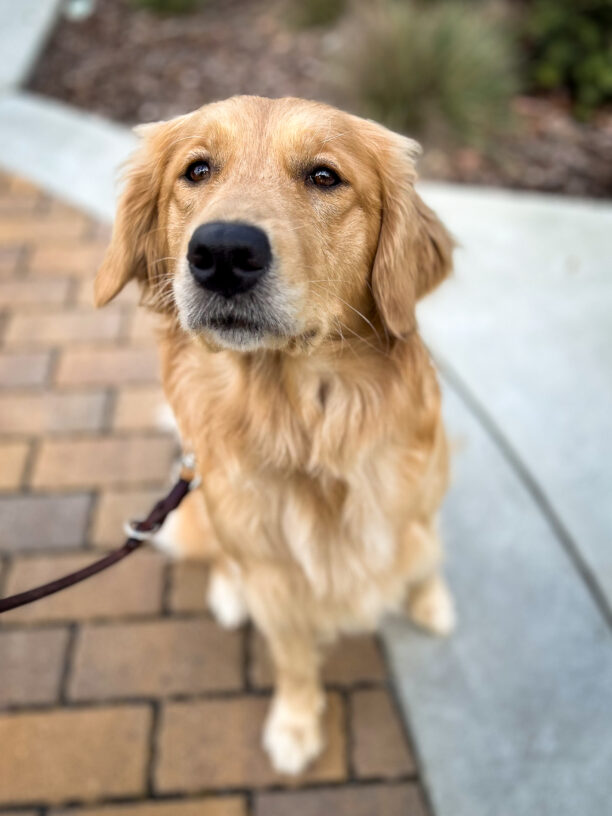 Close-up of fluffy girl Petunia sitting on a pathway looking up at the camera