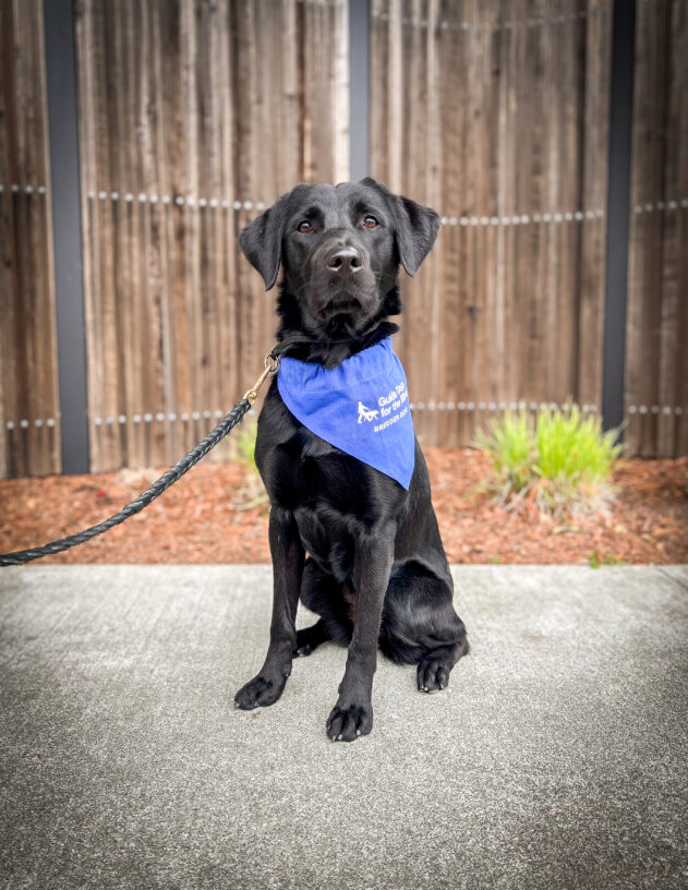 Black Lab/Golden cross Reese sits in front of a wooden fence and green plants. She is looking at the camera and wearing a blue Breeder scarf.