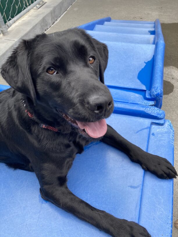 Reva is laying on a blue play structure while looking up at the camera with her tongue hanging out after having a good play session with her friends.