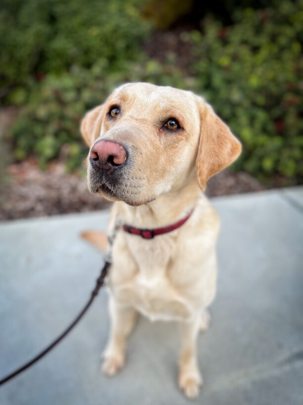 Close-up of Savvy tilting his cute head at the camera while sitting on a pathway in front of some greenery