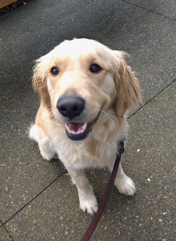 Golden girl Sicily is sitting down and smiling up at the camera.