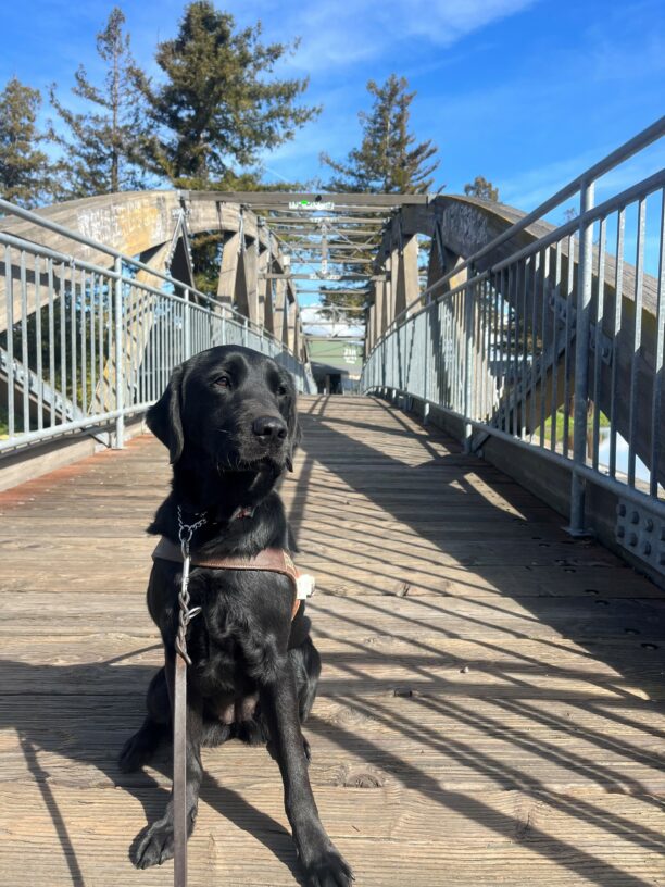 Tamsin is pictured in harness, gazing to the right, near the bright sun. She is sitting on an older bridge, just above a river. Blue skies and large trees are pictured behind her.