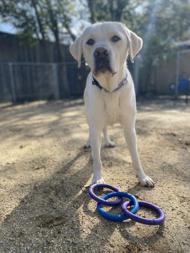 Titan stands in a play yard with a purple and blue ring tug laying on the ground in front of him.