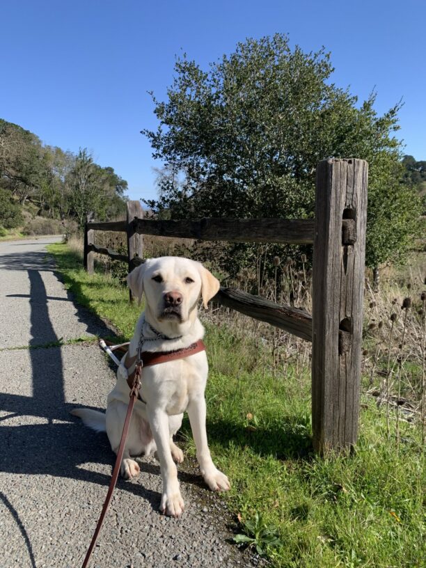 Titan sits in harness next to a fence post on a rural road with bright skies and green grass surrounding him.