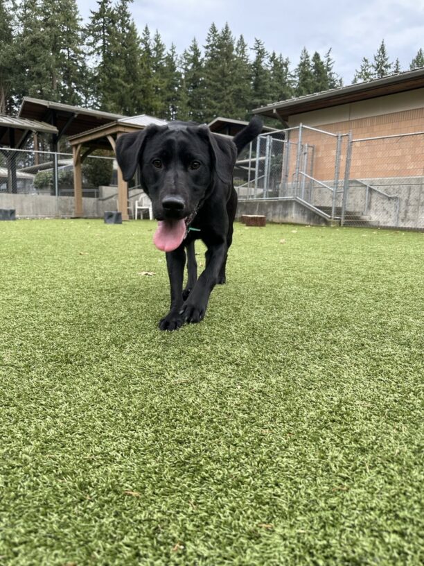 Victory is running towards the camera in a play area on campus.