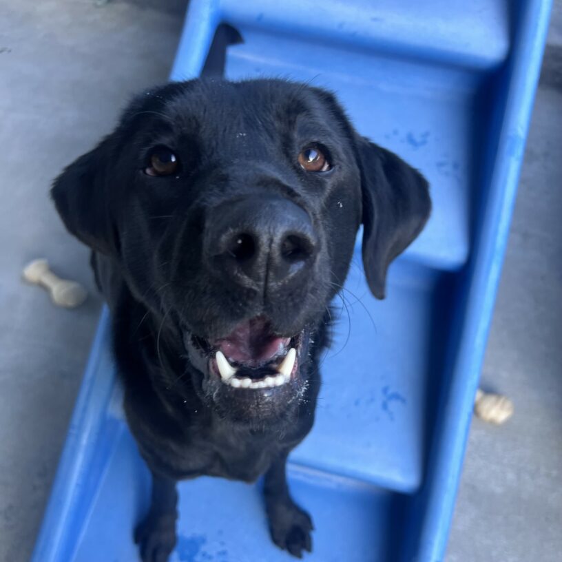 Wavy is sitting on a blue play structure in the play yard with several Nylabones in the background. She is looking up at the camera with her mouth open in a happy smile.