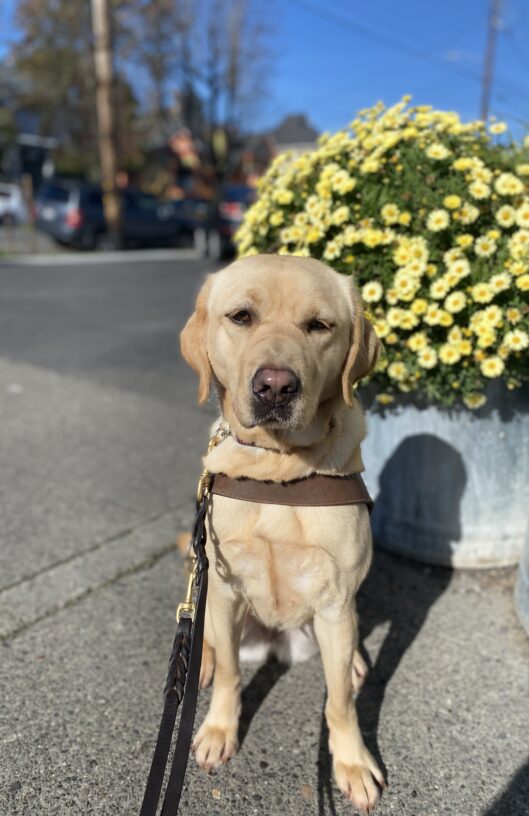 Flora sits in harness on the sidewalk in front of a large bush of yellow daisies. She is looking towards the camera with a serious expression on her face.