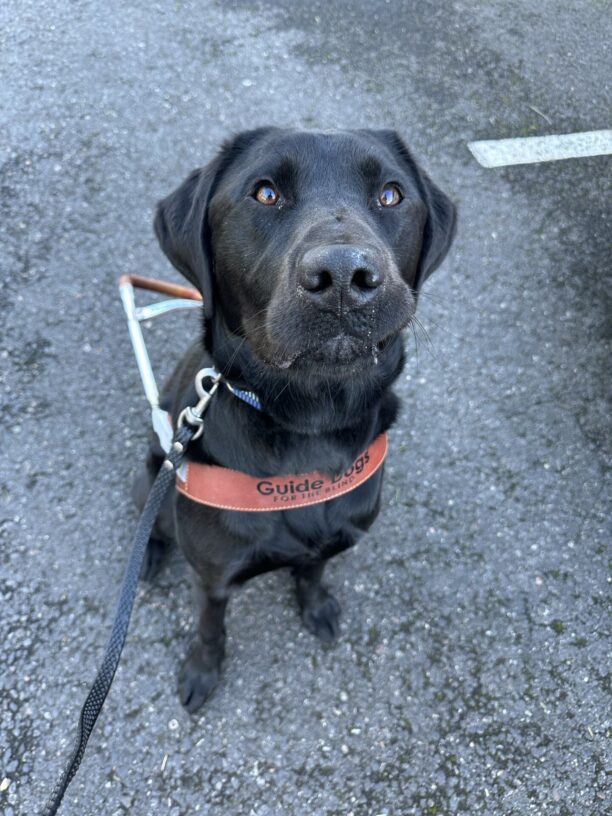Victory is sitting in his harness. He is looking up at the camera and his lip is stuck under his tooth.